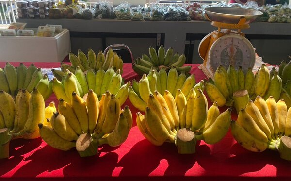ตลาดเกษตรกร ตลาดเกษตร เชียงราย กล้วยน้ำว้า