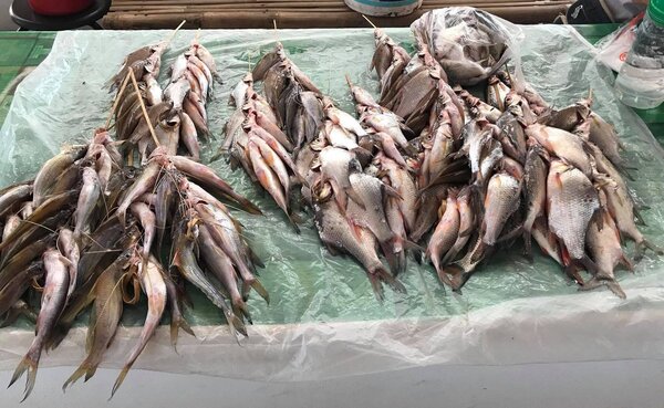 ปลาพื้นบ้าน