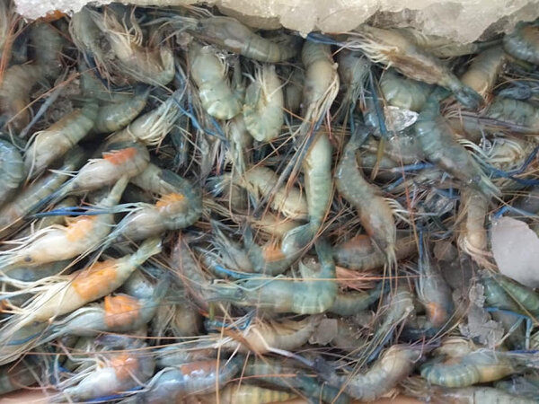ตลาดสดปากน้ำชุมพร ตลาดเช้า ชุมพร ร้านกุ้งสด