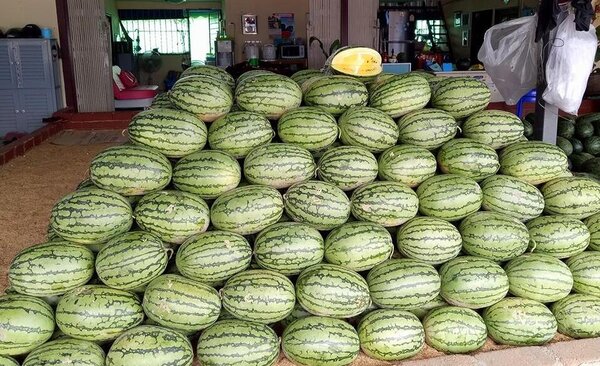 ตลาดพงศ์เจริญ หาดใหญ่ ตลาดกลางผักและผลไม้ ร้านแตงโม