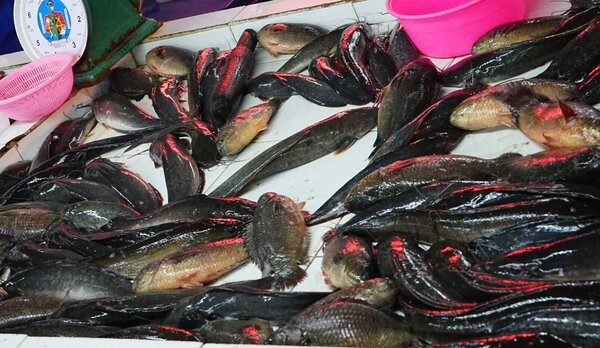 ตลาดรัตนพร เทียนทะเล 20 ตลาดสด บางขุนเทียน ร้านปลาสด