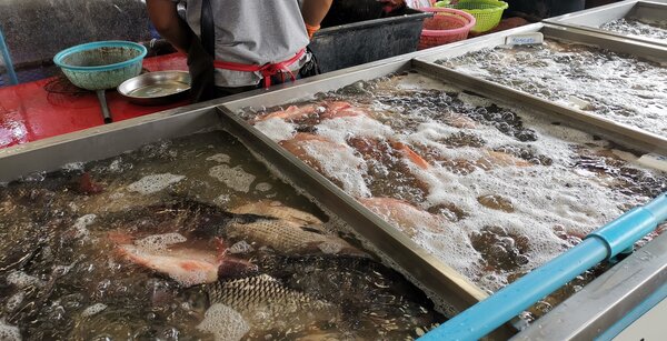 ตลาดโกสุม หรือ ตลาดโกสุมรวมใจ ร้านปลาสด