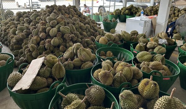 ตลาดโคกสุวรรณ ตลาดผลไม้ มุกดาหาร ขายส่งทุเรียน