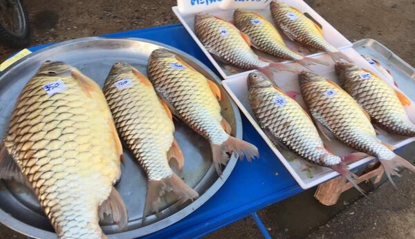 ปลาแม่น้ำ
