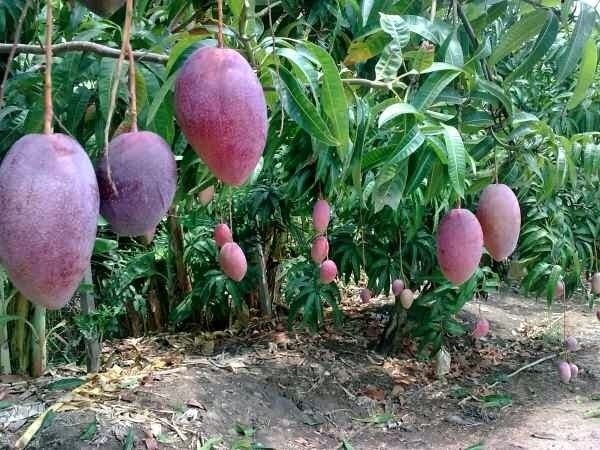วิธีปลูกมะม่วงแดงจักรพรรดิ์ ต้นมะม่วงแตงจักรพรรดิ์