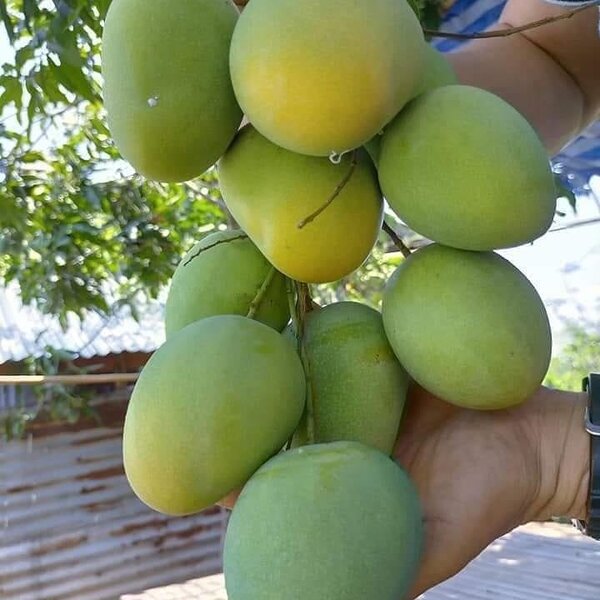 ผลมะม่วงตลับนาค