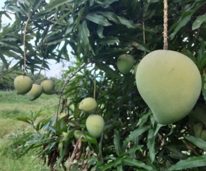 การขยายพันธุ์มะม่วง มะม่วงตลับนาค ชื่อวิทยาศาสตร์