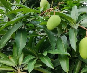 รสชาติมะม่วงโชคอนันต์ แปรรูปมะม่วงโชคอนันต์