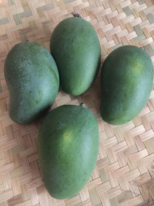 ผลมะม่วงมรกต