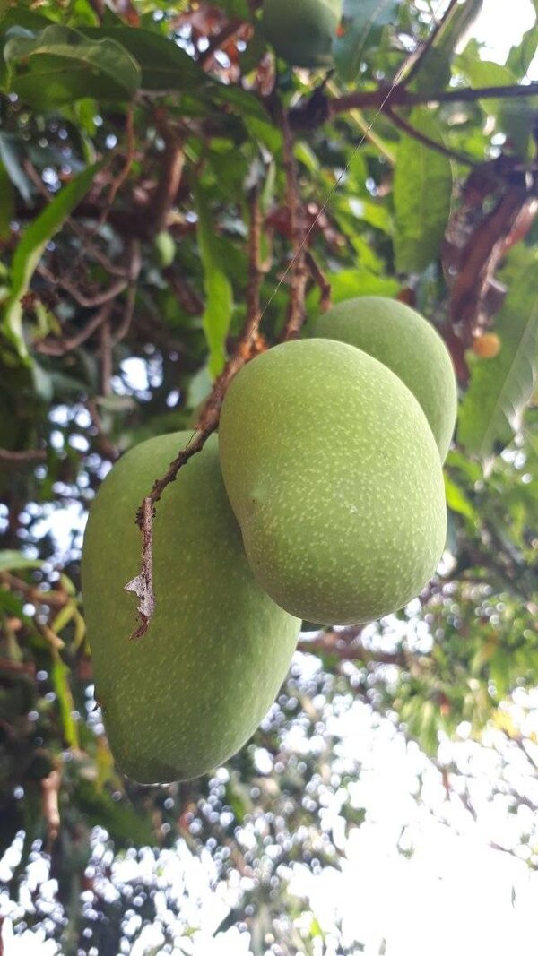 รสชาติมะม่วงมันค่อม ผลมะม่วงมันค่อม