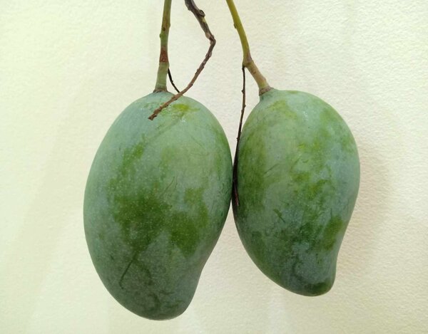 ผลมะม่วงมันศรีวิชัย