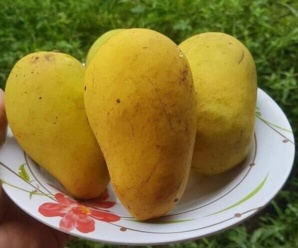 รสชาติมะม่วง ศรีสยาม สายพันธุ์ของมะม่วง