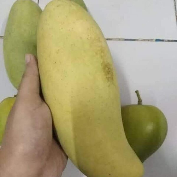 ผลมะม่วงหนังกลางวันสุก