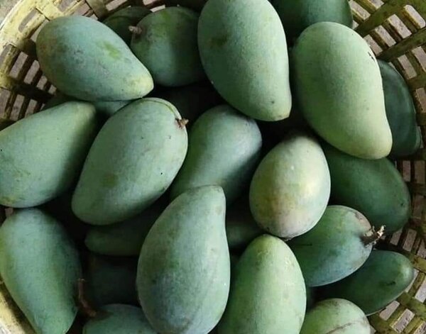 ผลมะม่วงเขียวไข่กา