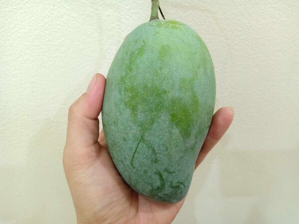 มะม่วงมันศรีวิชัย