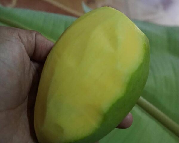 มะม่วงแก้วขมิ้น