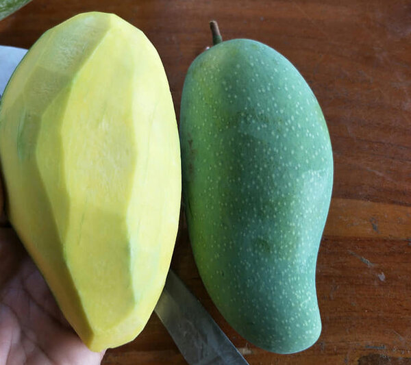 เนื้อผลมะม่วงมันศาลายา