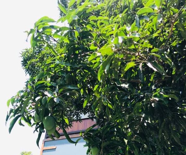 รสชาติมะม่วงมันทองเอก ต้นมะม่วงมันทองเอก
