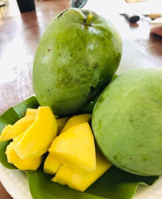 การขยายพันธุ์ของมะม่วงมันทองเอก ผลมะม่วงมันทองเอก