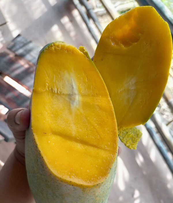 มะม่วงโชคไพบูลย์สุก