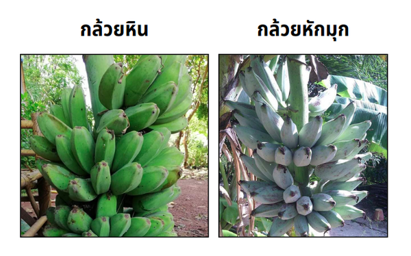 ลักษณะผลกล้วย